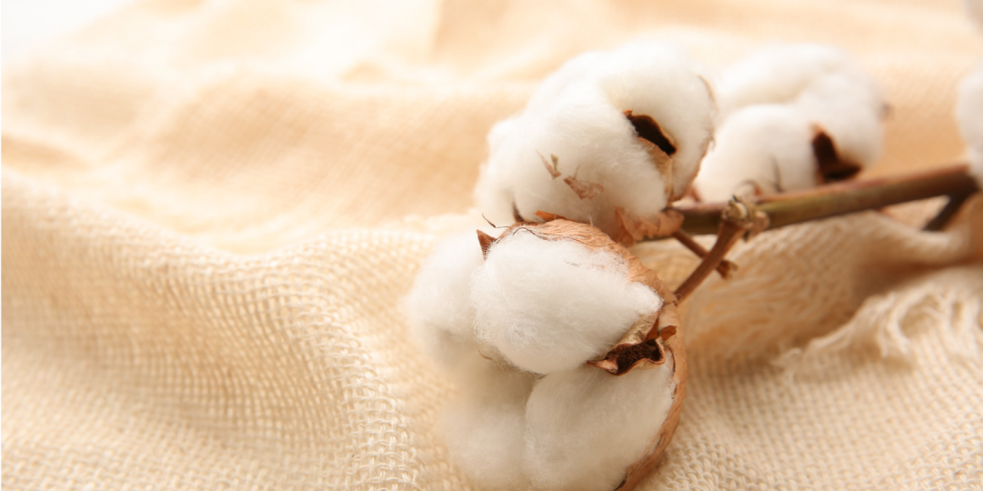 ALGOD&Oacute;N ORG&Aacute;NICO