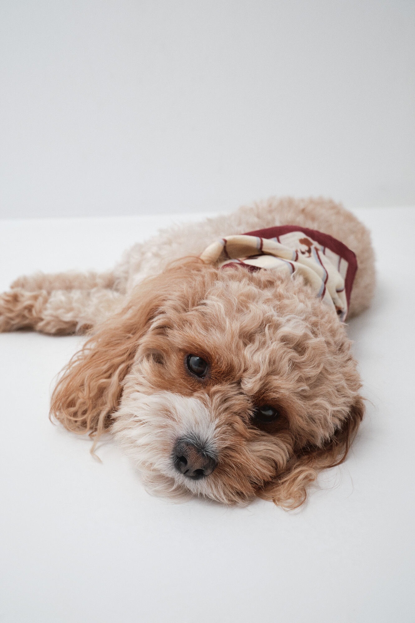 Women'secret Len&ccedil;o bandana para c&atilde;es branco