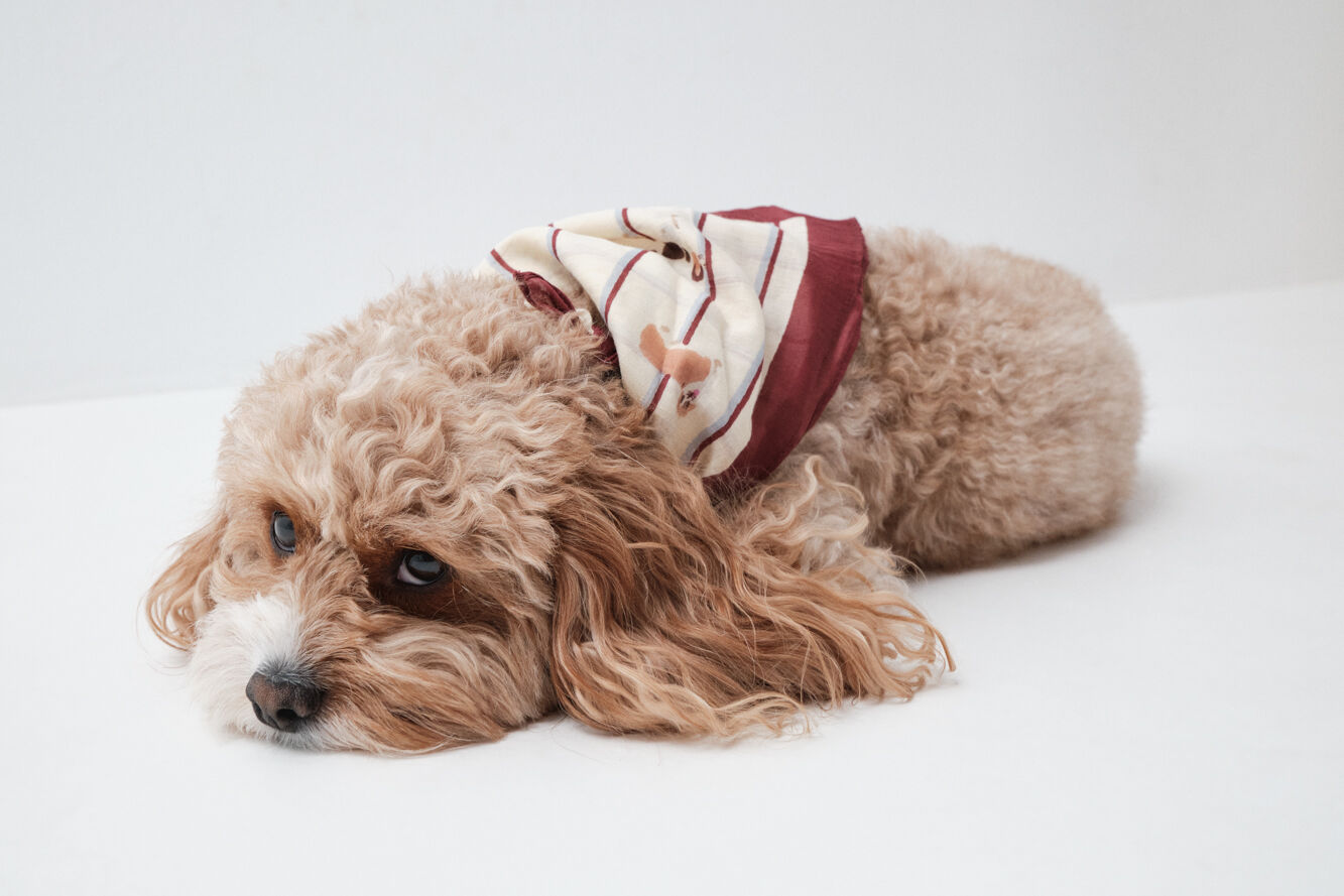Women'secret Len&ccedil;o bandana para c&atilde;es branco
